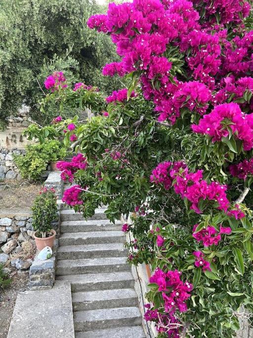 Villa Kamari-Cretan Style Apartment Kritsa Exterior photo